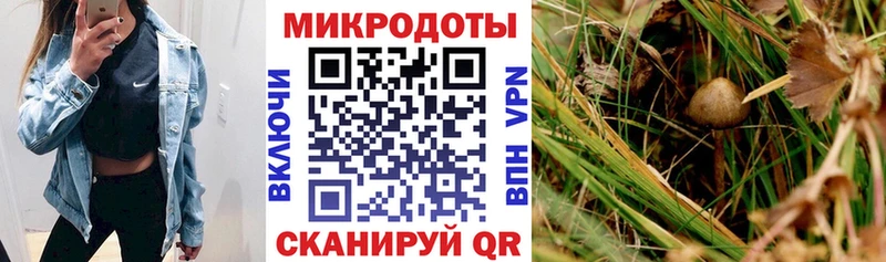закладка  kraken ссылки  Псилоцибиновые грибы Cubensis  Курган 